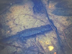 Triturus cristatus
