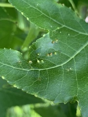 Diaspidiotus liquidambaris