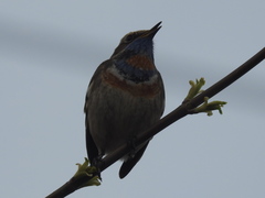 Luscinia svecica svecica