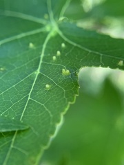 Diaspidiotus liquidambaris