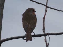 Erithacus rubecula rubecula