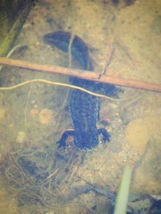 Triturus cristatus