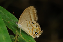 Lethe syrcis