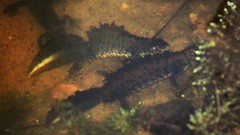 Triturus cristatus