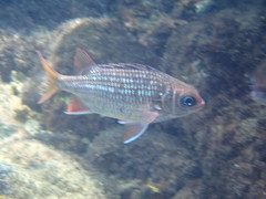 Neoniphon suborbitalis