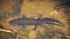 Triturus cristatus