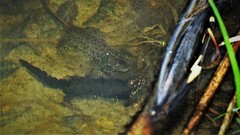 Triturus cristatus