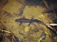 Triturus cristatus