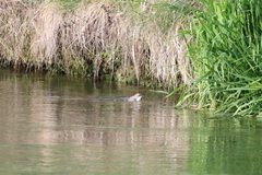 Cinclus cinclus aquaticus