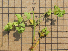 Euphorbia tetrapora