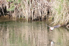 Cinclus cinclus aquaticus