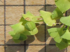 Euphorbia tetrapora