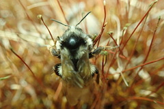 Bombus vancouverensis vancouverensis