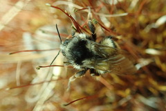 Bombus vancouverensis vancouverensis