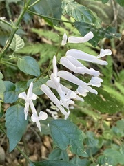 Plectranthus saccatus
