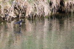 Cinclus cinclus aquaticus