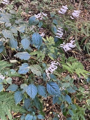 Plectranthus saccatus