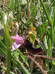 Ophrys bertolonii