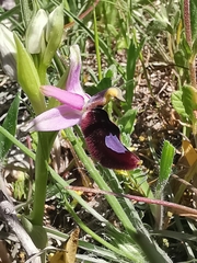 Ophrys bertolonii