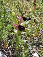 Ophrys bertolonii