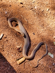 Psammophis leopardinus