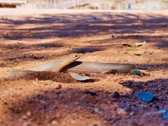 Psammophis leopardinus
