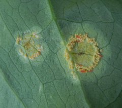 Puccinia sessilis