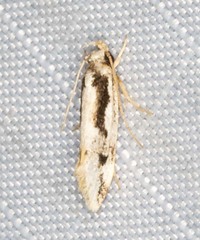 Machetis diamochla