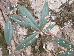 Rhoicissus digitata