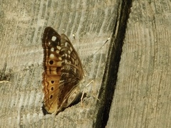 Asterocampa celtis