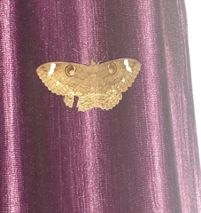 Erebus hieroglyphica