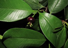 Eugenia brasiliensis