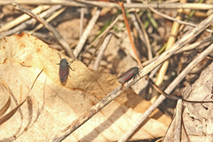 Cuerna striata