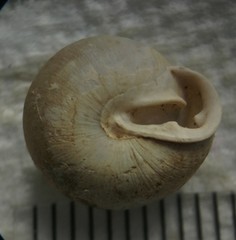 Inflectarius inflectus