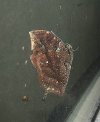 Memphis moruus