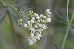 Galium glaucum