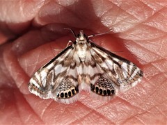Neocataclysta magnificalis