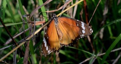Danaus chrysippus