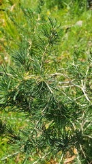 Asparagus albus