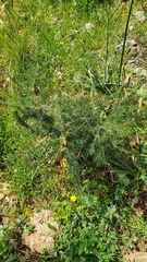 Asparagus albus