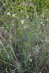 Galium glaucum