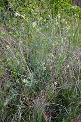Galium glaucum