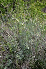 Galium glaucum