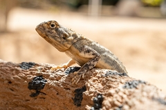 Agama aculeata
