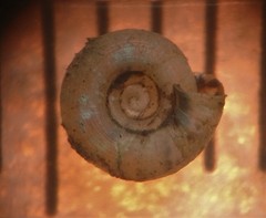 Helicodiscus parallelus