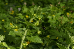 Scrophularia vernalis