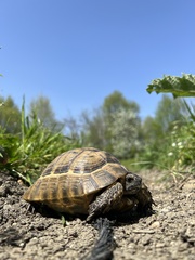 Testudo graeca ibera