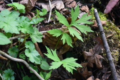 Hydrophyllum fendleri