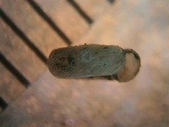 Helicodiscus parallelus