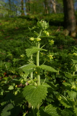Scrophularia vernalis